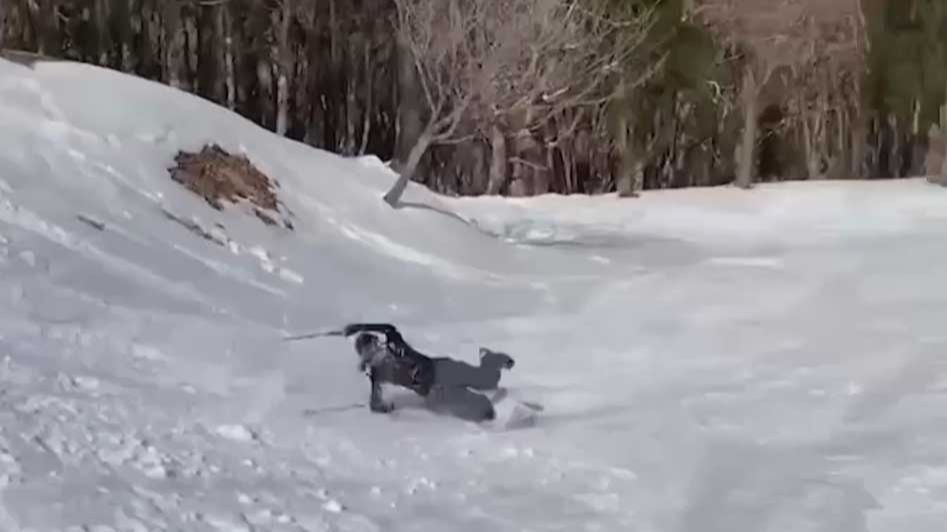 В Сочи горнолыжники получили около 500 травм с начала года смотреть онлайн