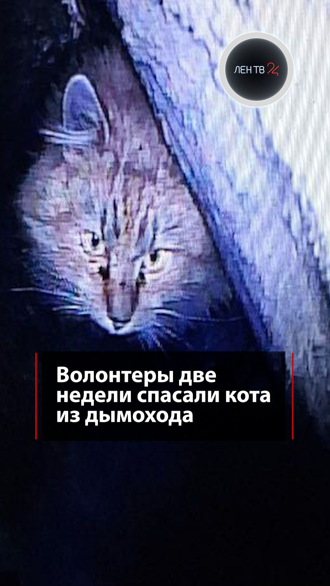 Волонтеры две недели спасали кота из дымохода смотреть онлайн