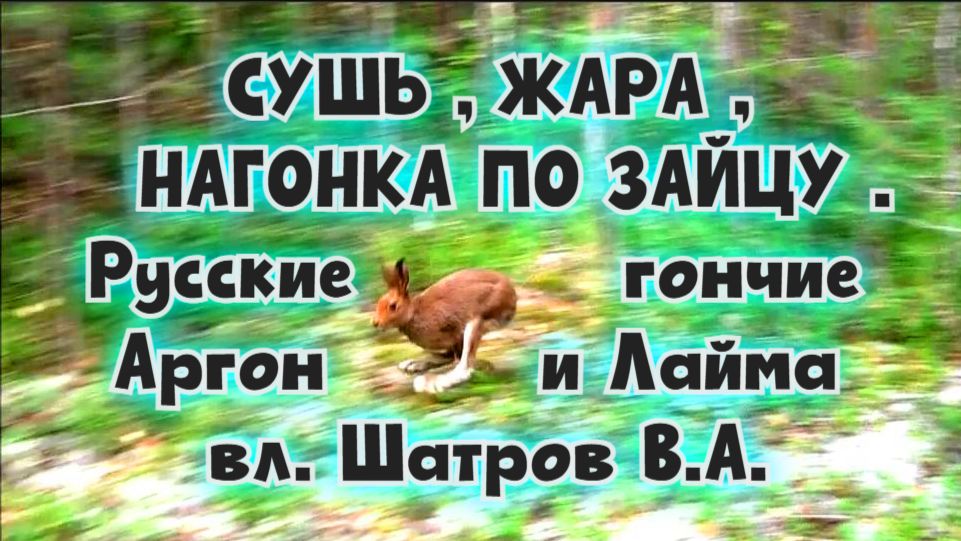 СУШЬ , ЖАРА , НАГОНКА ПО ЗАЙЦУ .Русские гончие Аргон и Лайма вл. Шатров В.А.#охота #топ #hunting