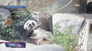В Московском зоопарке для подросшей панды Катюши возводят отдельный вольер
