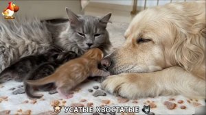 Котята и щенята 🐈🐶 Кошки и собаки 🤗 Милое видео про животных (65)