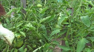 формировка томатов.ч.2