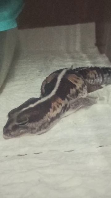 Глаша и термоковрик. 14 января 2026 г. смотреть онлайн