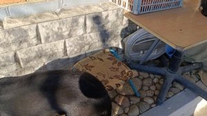 Бебик  и Майфун