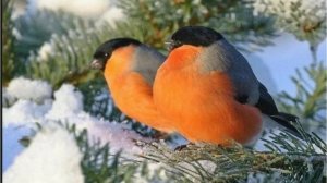 Жизнь пенсионеров в Нижегородской деревне 🏡 Хроника дня.