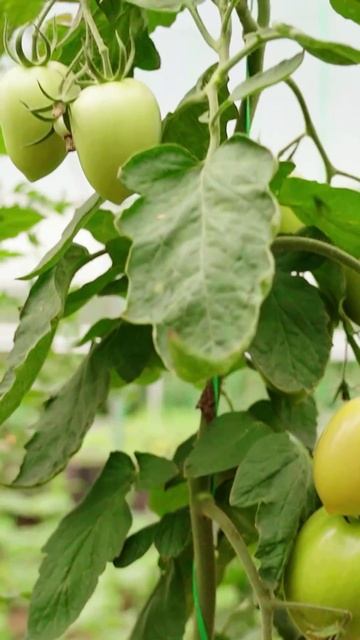 Ультраурожайный томат! смотреть онлайн