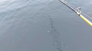 Хорошая погода, хороший клёв