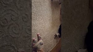 Вероника и Мася