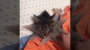 Сверхпушистая звезда