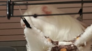 🤍🌖🌚Пушистики 
#Тотктонеспит
#естьктонеспящий
#ктонеспитночью
#смотретьтотктонеспит