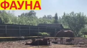 Такие разные животные