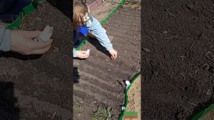 мой способ посева моркови