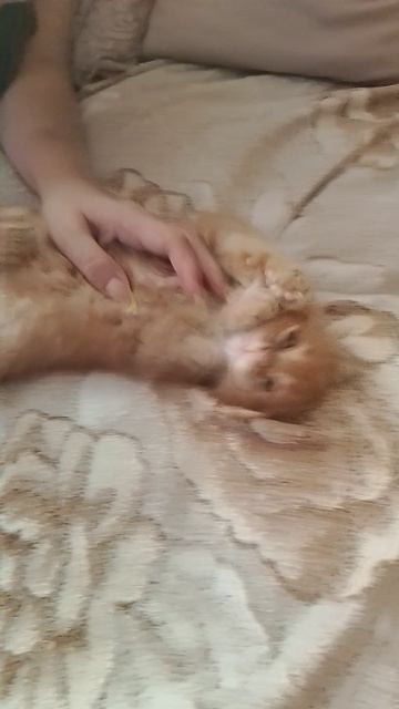 котик смотреть онлайн