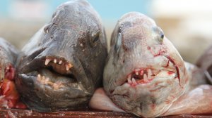 ЗУБАТКА СЕВЕРНОГО МОРЯ