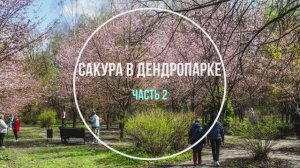 Сакура в Дендропарке. Часть 2