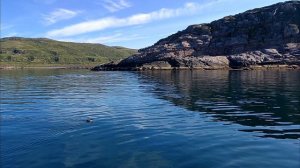 Шикарная погода. Кит