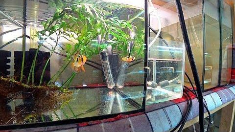 Что с мальком Апистограмы. Заменил воду коловратке. Продаю систему СО2 смотреть онлайн