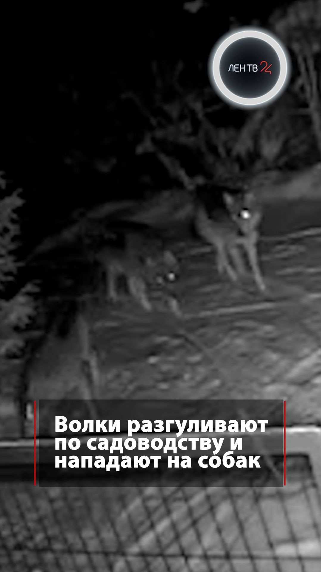 Волки разгуливают по садоводству в Ленобласти смотреть онлайн