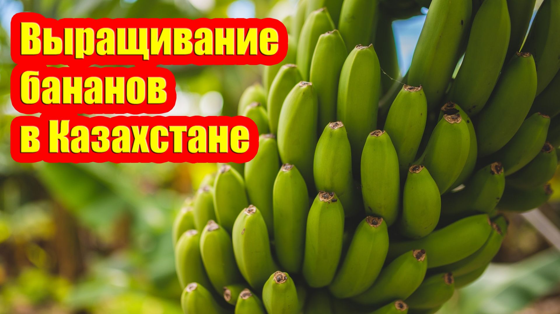 Прибыльный тепличный бизнес - выращивание бананов в Казахстане смотреть онлайн