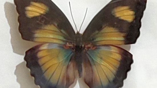 На выставке бабочек смотреть онлайн