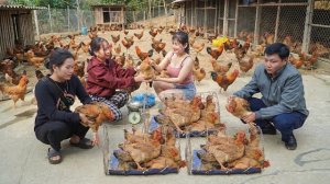 Покупаю цыплят у фермеров, и везу на сельский рынок продавать. Нхат. Вьетнам