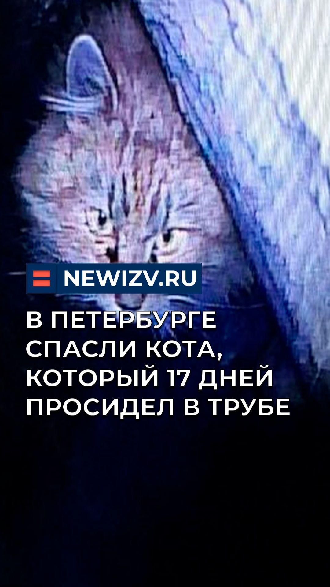 В Петербурге спасли кота, который 17 дней просидел в трубе смотреть онлайн
