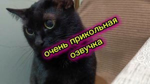Кошки с озвучкой 🤣