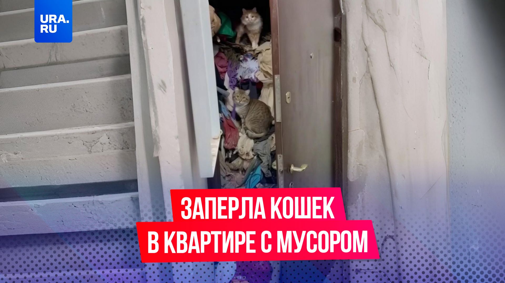 Москвичка завалила квартиру мусором до потолка смотреть онлайн