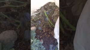 открытие роз после зимовки