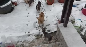 А снег у нас все идет и идет.