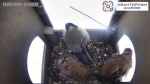 КВАНТОРИУМ АЧИНСК | Прямая трансляция из скворечника