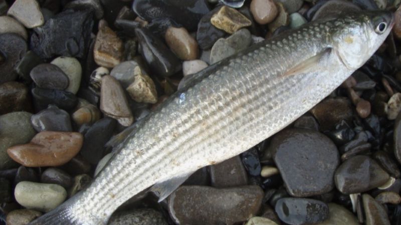 Кефаль, ловля кефали. Супер снасть для донной ловли кефали с бомбардой смотреть онлайн