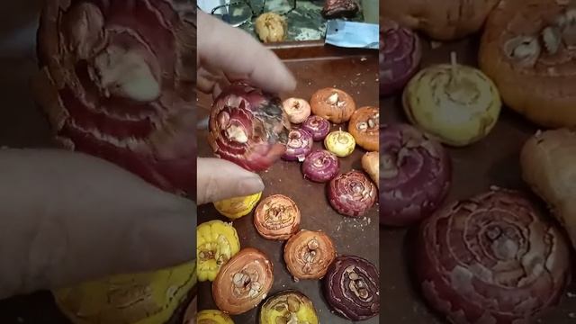 как сохранились луковицы гладиолусов.проверяем смотреть онлайн