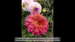 моя коллекция георгин 2025г.ч.1