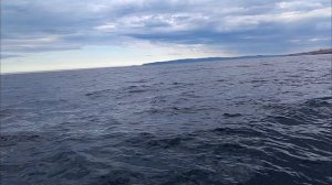 Нашли еще одного кита