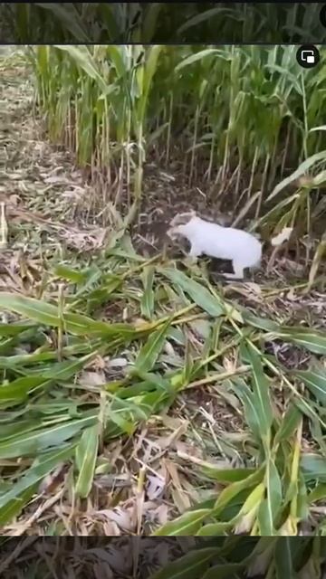 Комбайн-терьер смотреть онлайн