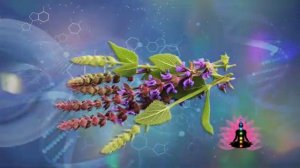 Шалфей*Программа Матрица по Технологии Гаряева П.П