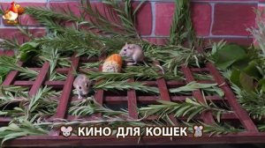 Видео для кошек про крысок развлекать питомцев 🐭🐀😂 (431)