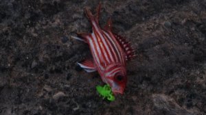 Рыбалка на средиземном море. Кипр. (рокфишинг)