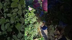 обрезка слепых побегов роз