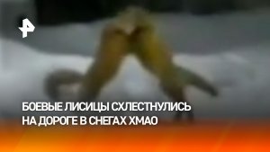 Рыжие гладиаторши: две лисицы устроили поединок в ХМАО на глазах у вахтовиков