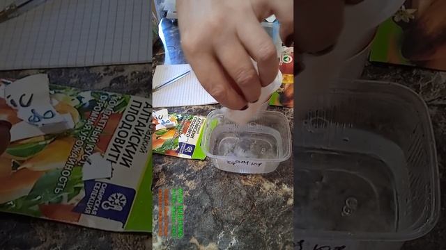 замачивание семян перца на проращивание смотреть онлайн