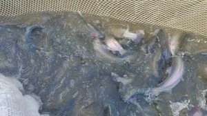 Форель готова к бою.