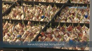Более миллиона тюльпанов планируют вырастить в Горзеленхозе Иркутска