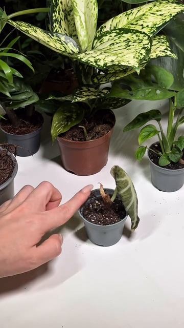 Мы — Green Town!🌿