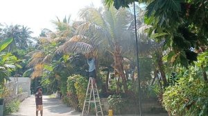 Как моют пальму, Остров Камаду, Мальдивы, январь 2026 (Washing a Palm Tree, Kamadhoo, Maldives)