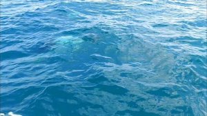 petal_20250805_114327.mp4