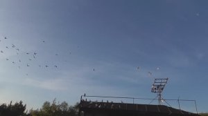 В гостях у Игоря часть 3 Посадка бойных голубей. Разговоры  о голубях