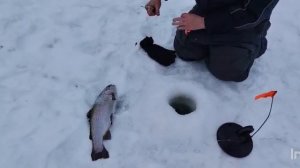 Основной водоём.Поимки