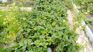 Средство от слизней. Продолжение.